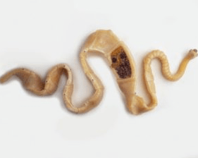 Pork tapeworm
