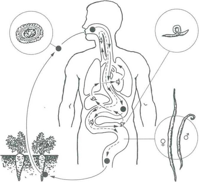 The main methods for penetrating parasites into the human body