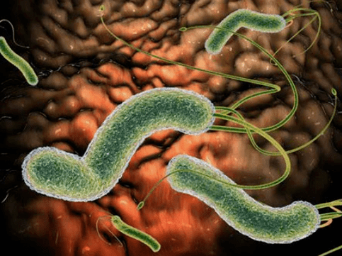 Which parasites can be in the body