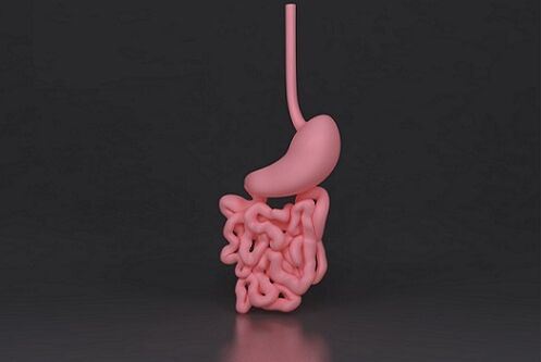 parasitized intestine