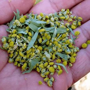 Wormwood against parasites